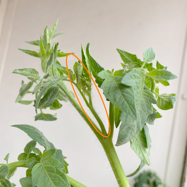 トマトの仕立て方 1本仕立てから3本仕立てのやり方を解説 Eco Guerrillaの読みもの