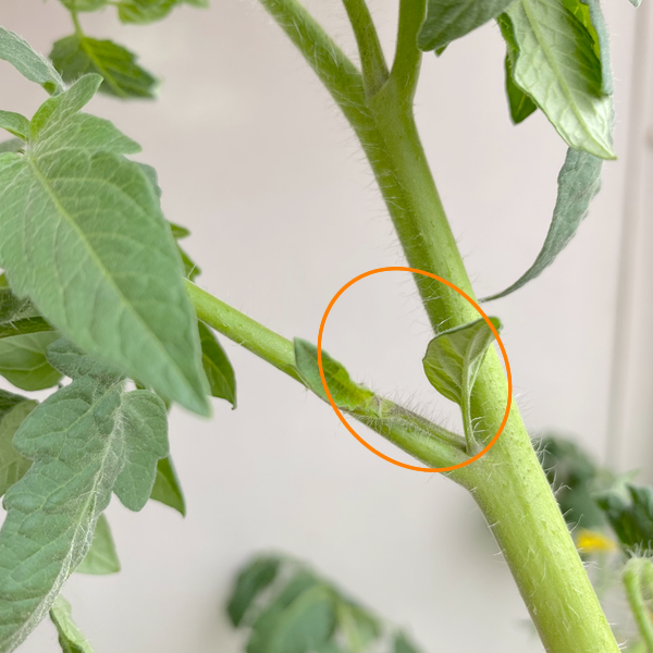 トマトの仕立て方 1本仕立てから3本仕立てのやり方を解説 Eco Guerrillaの読みもの