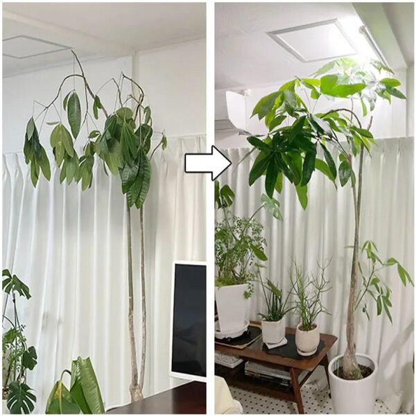 植物育成ライトの効果と選び方を分かりやすく紹介！！ | eco-guerrilla 