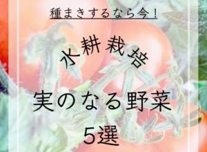 水耕栽培果菜おすすめ5選！初心者でも育てられる野菜をご紹介！