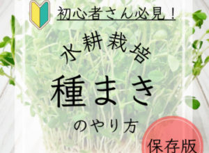 水耕栽培の種まき、発芽、定植までの方法