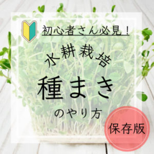 水耕栽培種まきのやり方