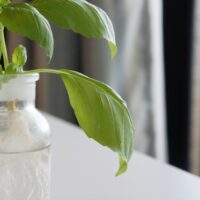 水耕栽培肥料の使用期限について