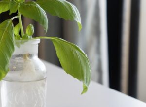 水耕栽培肥料の使用期限について