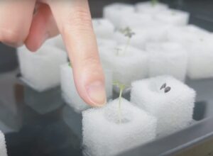 スポンジの培地で始める水耕栽培。これ知っておかないと損！