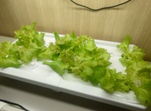 水耕栽培は100均肥料でも育つの？レタスを実際に育ててみた！（エコゲリラ店長の栽培日記）