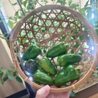 水耕栽培でピーマンを種から育てた室内栽培の記録（エコゲリラ店長の栽培日記）