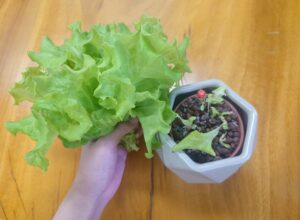 水耕栽培で野菜は育つ！自作キットでレタスの水耕栽培（エコゲリラ店長の栽培日記）