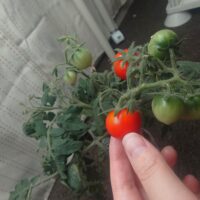 ペットボトルでミニトマトの水耕栽培！育て方を解説！（エコゲリラ店長の栽培日記）