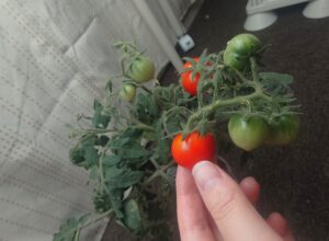 ペットボトルでミニトマトの水耕栽培！育て方を解説！（エコゲリラ店長の栽培日記）