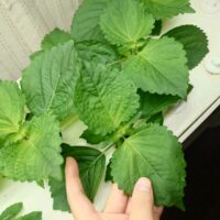 大葉は水耕栽培がおすすめ！育て方やポイントを解説！（エコゲリラ店長の栽培日記）