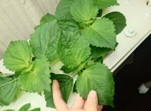 大葉は水耕栽培がおすすめ！育て方やポイントを解説！（エコゲリラ店長の栽培日記）