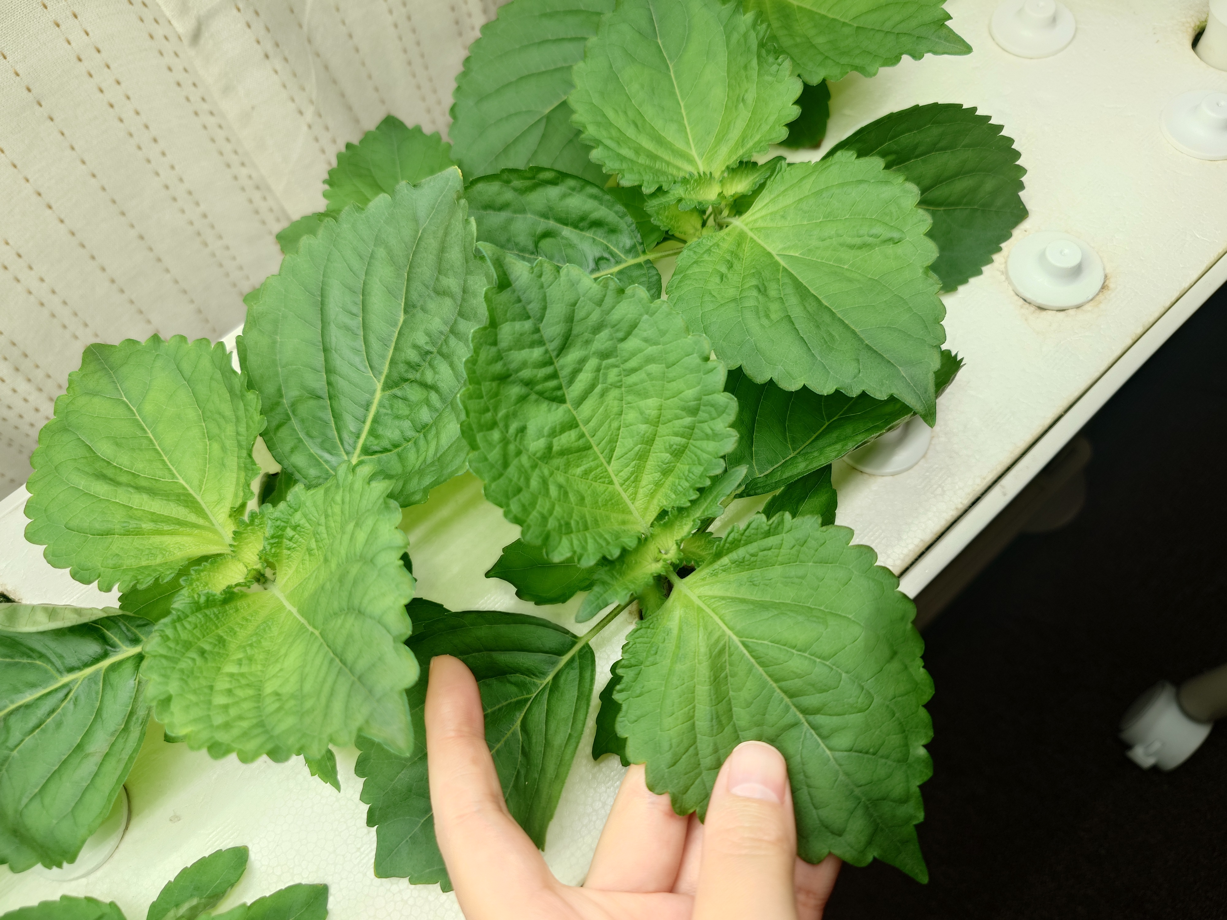 大葉 水耕栽培