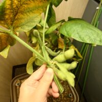 種まきから収穫まで完全記録！枝豆水耕栽培チャレンジ（エコゲリラ店長の栽培日記）