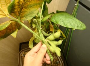 種まきから収穫まで完全記録！枝豆水耕栽培チャレンジ（エコゲリラ店長の栽培日記）