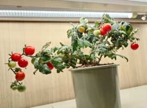 自作の水耕栽培キットで盆栽ミニトマトの水耕栽培（エコゲリラ店長の栽培日記）