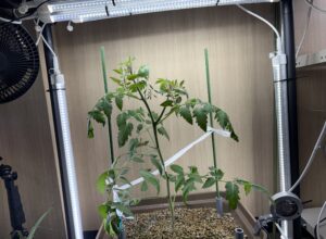 室内でミニトマトは育つ？おやさいライトでの栽培記録（エコゲリラ店長の栽培日記）