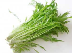 【水耕栽培】水菜の育て方とおすすめのキットなどご紹介！