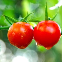 夏は養液の減りが早い！水耕栽培では自動給水装置もおすすめ