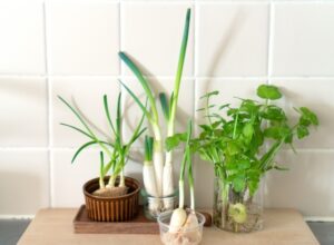 【水耕栽培】ネギの育て方！毎日使うお野菜を毎日収穫！