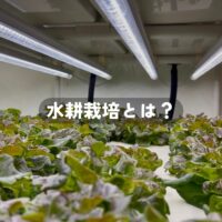 水耕栽培の始め方完全ガイド｜家庭菜園から事業化のポイントまで徹底比較