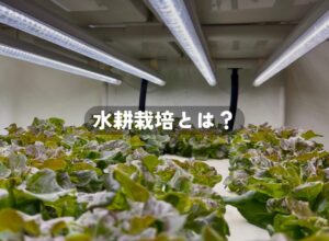 水耕栽培の始め方完全ガイド｜家庭菜園から事業化のポイントまで徹底比較