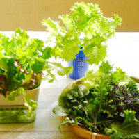 水耕栽培用の肥料は土耕栽培用の肥料と違うのか？