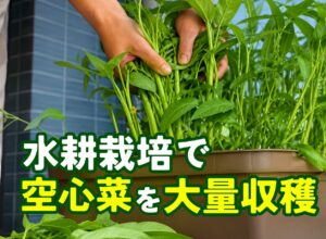 水耕栽培で空心菜を育てる方法｜家庭菜園初心者でも何度も収穫できる野菜