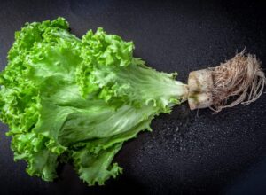 水耕栽培のおすすめの初心者向け野菜、グッズ、向いている性格まで徹底解説！！
