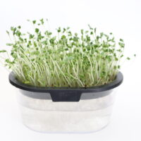 スプラウトの栽培方法！簡単お手軽なスプラウトを育てよう！