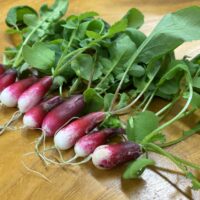 ラディッシュの育て方！水耕栽培なら冬でも栽培可能！（エコゲリラ店長の栽培日記）