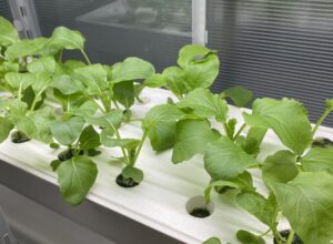 冬でも挑戦！水耕栽培の温度管理と日照不足対策、おすすめ野菜