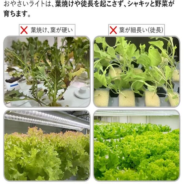 植物工場】水耕栽培の電気代を節約するにはLED一択ですね。 | eco 