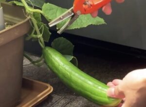 きゅうりの水耕栽培。コツさえ学べば大量収穫が可能！