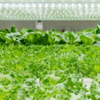 LEDによって野菜の成長と味が変わる？！水耕栽培とLEDの意外な関係