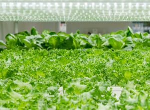 LEDによって野菜の成長と味が変わる？！水耕栽培とLEDの意外な関係