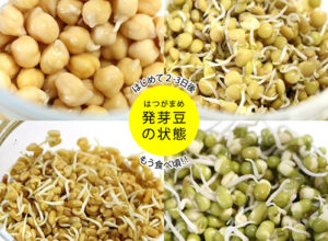 水栽培だけで育つ発芽豆キット