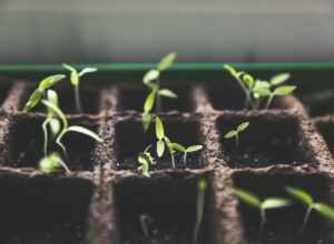 水耕栽培 種の有効期限のおはなし