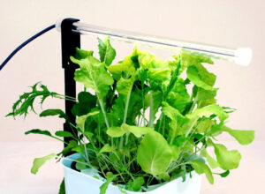 植物育成ライト(照明)について