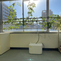 トマトの仕立て方‐1本仕立て、2本仕立て、3本仕立てのやり方を解説！