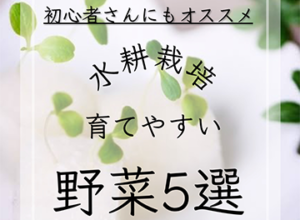 水耕栽培 育てやすい野菜5選