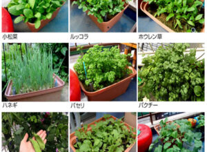 【家庭菜園】ほうれん草も小松菜も水耕栽培で満足の収穫が可能！