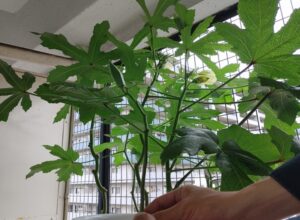 【水耕栽培で家庭菜園】ベランダ菜園に初心者が100均で挑んだ結果
