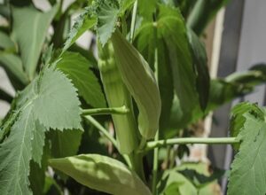 水耕栽培でも役立つ相性の良いお野菜のコンパニオンプランツ（混植）について