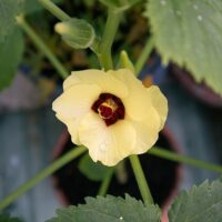 【水耕栽培】初心者でも大丈夫、家庭菜園で3月におすすめのお野菜について