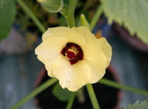 【水耕栽培】初心者でも大丈夫、家庭菜園で3月におすすめのお野菜について