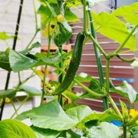 水耕栽培でも注意！アブラムシの発生とその対策について