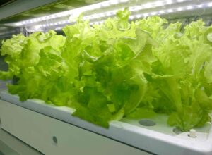活力剤って肥料とどう違うの？使うタイミングはいつ？