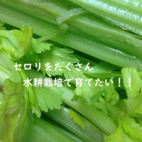 今が旬の春野菜、セロリを水耕栽培で育てたい！！
