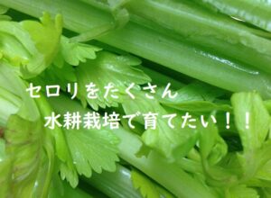 今が旬の春野菜、セロリを水耕栽培で育てたい！！